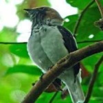 image of bird
