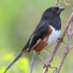 image of bird