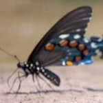 image of animal