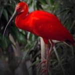 image of bird