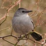 image of bird