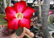 image of flower