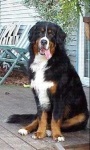 image of greater_swiss_mountain_dog