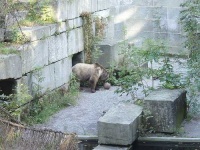 image of brown_bear