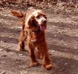 image of irish_setter