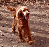 image of irish_setter #32