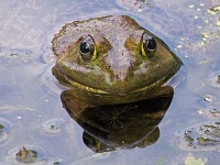 image of bullfrog