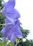 image of balloon_flower #39