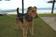 image of airedale #25