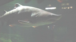 image of animal