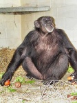 image of chimpanzee