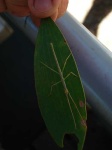 image of walking_stick