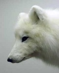 image of arctic_fox