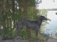 image of scottish_deerhound #33