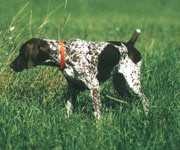 german_short_haired_pointer