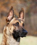 image of malinois