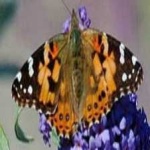 image of animal