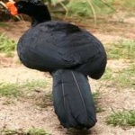 image of bird