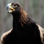 image of bird