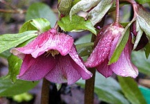 image of flower