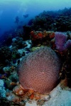 image of brain_coral #28