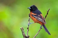 image of oriole