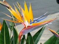 image of bird_of_paradise_flower #13