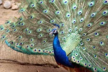 image of peacock