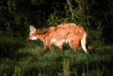 image of red_wolf
