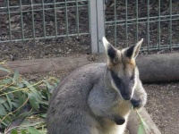 image of wallaby