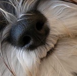 image of miniature_schnauzer