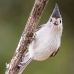 image of bird
