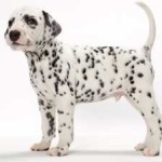 image of animal