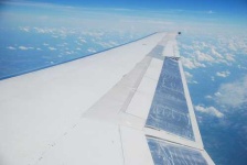 image of wing