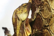 image of frilled_lizard