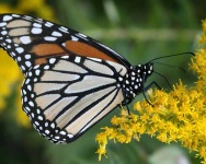 image of monarch #2