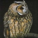 image of bird