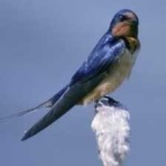 image of bird