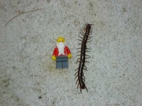 image of centipede