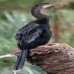 image of bird