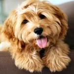 image of animal