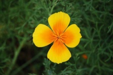 image of flower