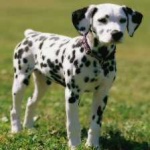 dalmation