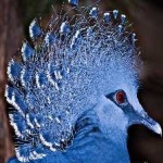 image of victoria_crowned_pigeon #13