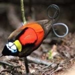 image of bird