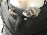 image of weasel