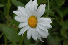 image of flower