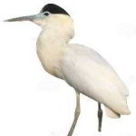 image of bird