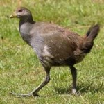image of bird