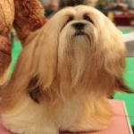image of animal